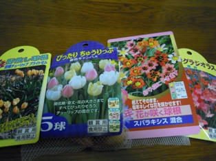 秋植え球根