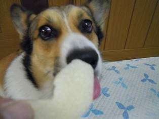 はやく　「よしっ」　って、いってよ～