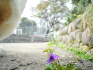 スミレ咲く