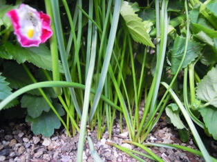 球根の芽