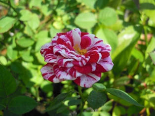 姫薔薇　ゼブラ