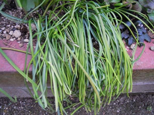 植えっぱなしムスカリ