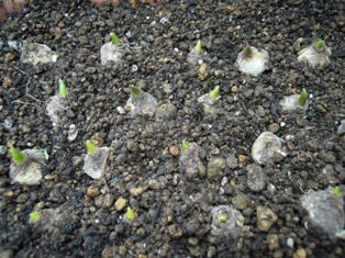 プランターに植えたムスカリ