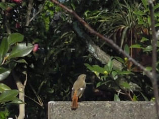 あなたは何鳥さんですか？