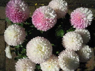 菊　ティエラシリーズ