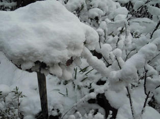 庭の雪