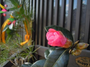 紅侘介　ちっちゃいお花です
