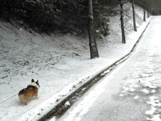 運動公園は雪～