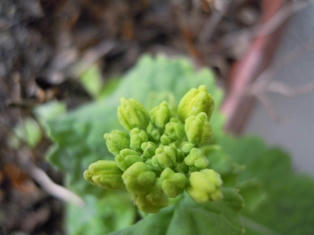 寒咲き菜の花