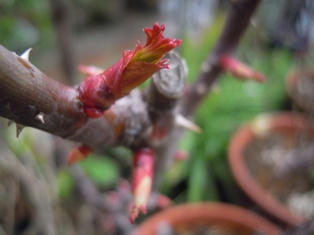 バラ　レッドモンテローザ・フォーエバーの芽