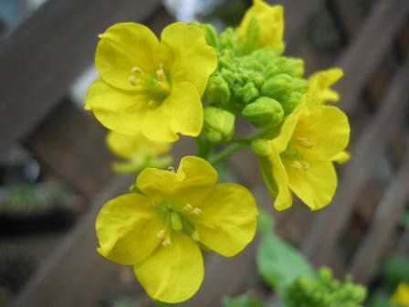 寒咲き菜の花