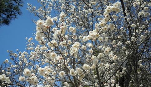 キレイですね　空の青さも梅のお花？も