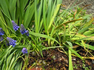 ムスカリの右に今日オジサンにもらったスパラキシスを植えました