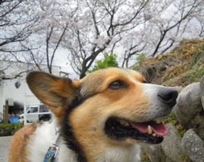 ぼくは きょうも ここだよ