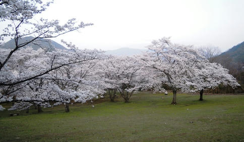 運動公園の桜　今年も綺麗に咲きました