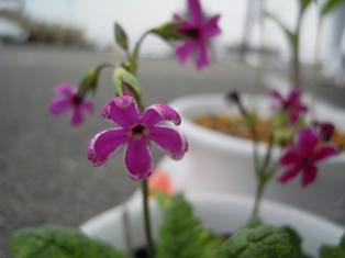 日本さくら草　「南京桜」