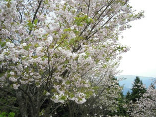 山頂に咲く桜