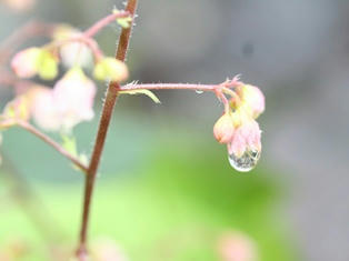 ツボサンゴ　ミラクル　花