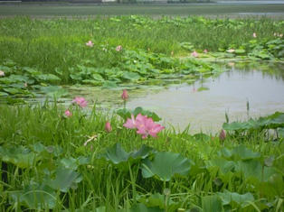 湖山池