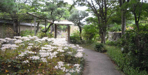 筥崎宮　神苑花庭園