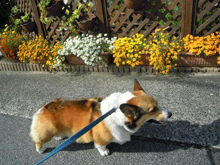 きれいに　さきました