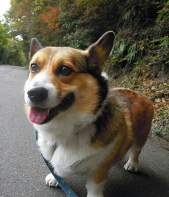 ぼく　さむいのは　へっちゃらだよ