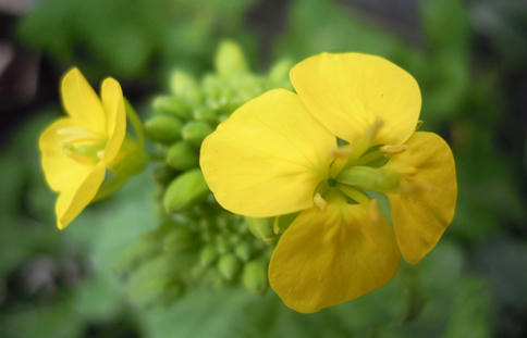 寒咲き菜の花