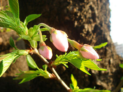 桜つぼみ