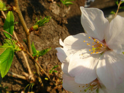 桜１