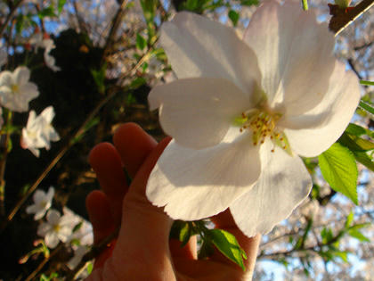桜奇形