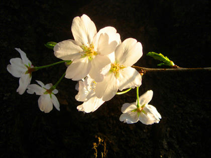桜２