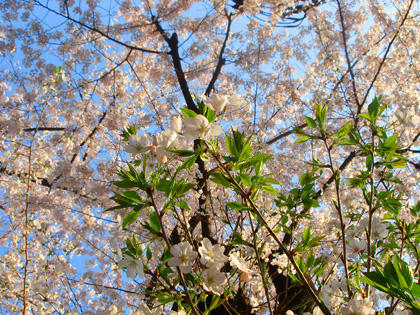 桜３