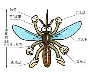蚊