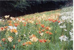 1370c7c3.jpg