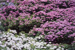 f295125a.jpg