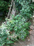 s-200811031126001.jpg
