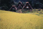 0050b195.jpg