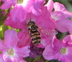8109e63c.jpg