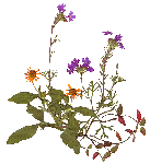 e057f7a7.gif