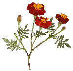 1210d7b2.gif
