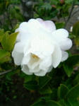 s-P1000631.jpg