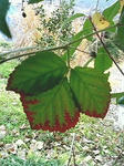 s-200912051253001.jpg