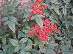 2646d577.jpg