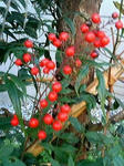 s-200912061503000.jpg