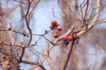 s-IMG_0032.jpg