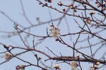 s-IMG_0029.jpg