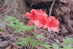 s-IMG_0075.jpg