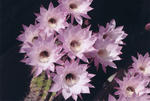 s-IMG_0006.jpg