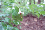 s-IMG_0054.jpg