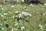 s-IMG_0049.jpg